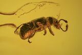 Two Fossil Beetles (Coleoptera) & Two Flies (Diptera) In Baltic Amber #105457-2